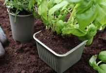 bioplastics